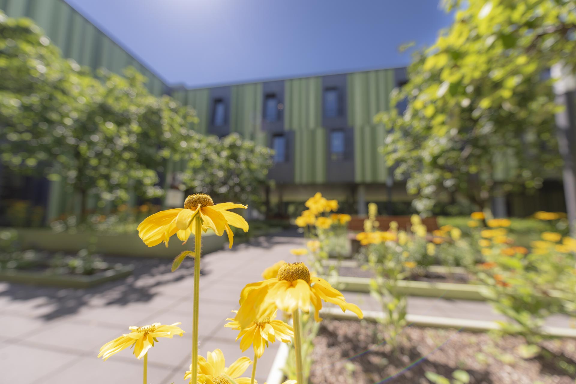 Gelbe Blumen im Vordergrund eines Hofgartens, mit grünen Bäumen, Pflanzen und einem modernen Gebäude mit vertikalen grünen Platten im Hintergrund unter einem klaren blauen Himmel.